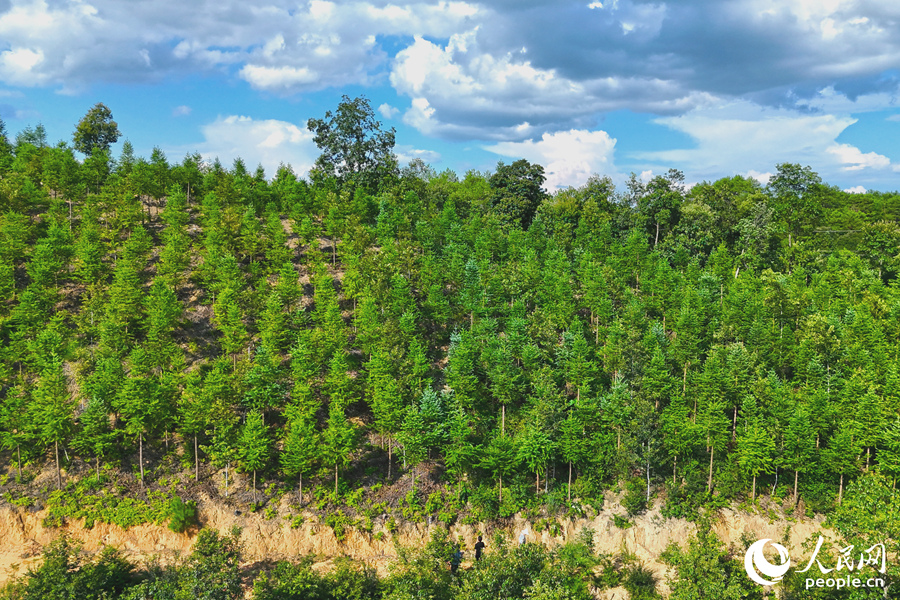 “一林三吃”的經(jīng)營模式豐富了林下經(jīng)濟的多樣性。人民網(wǎng) 李昌乾攝