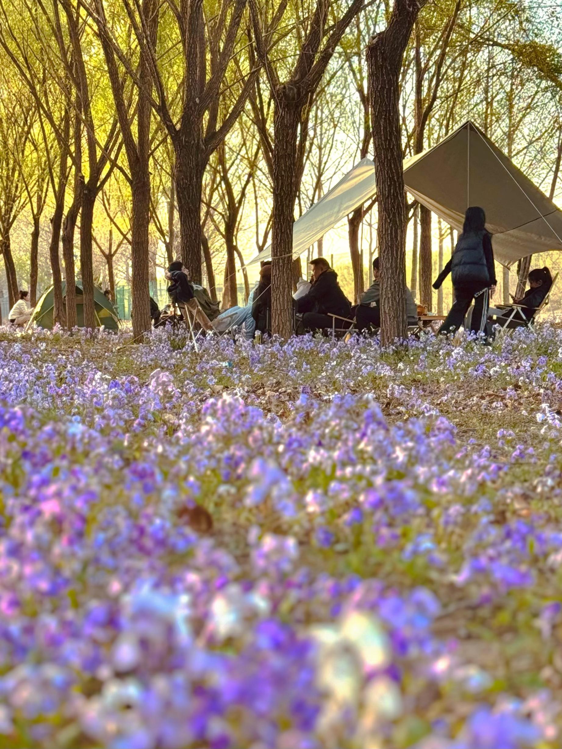清明假期期間，范女士一家在北京溫榆河邊露營。受訪者供圖