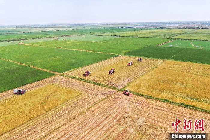 圖為在南昌縣大田農(nóng)社，收割機(jī)正在收割早稻?！⒘?攝