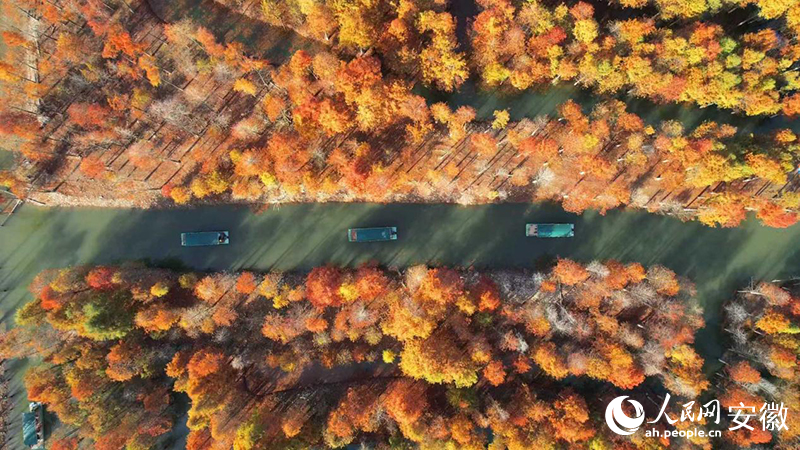 寧國落羽紅杉林。人民網(wǎng) 郭昊攝